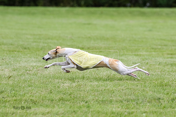 MCH71265  Zippy, Ginny