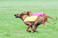 Ridgebacks