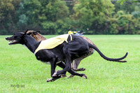 Greyhound