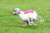 Whippet