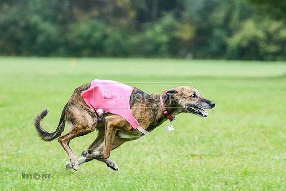 MCH72117