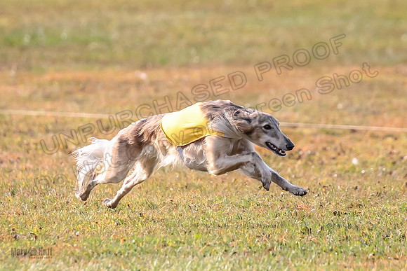 1 Prelims Open Spiff Ripley-0514