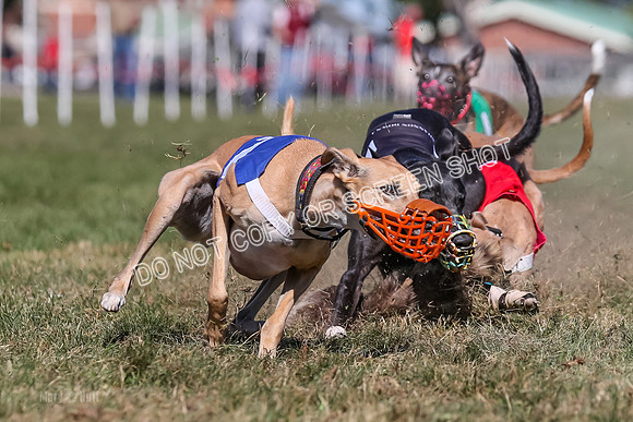 Prg 4, Race 5, Rasta Cammie Warrior Grim Buckwheat-0217