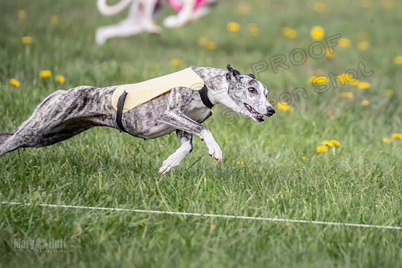 1 Prelim FCh A4 Whisper Zinger-6707