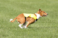 Basenji Prelim Freyja-0411
