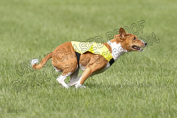 Basenji Prelim Freyja-0411