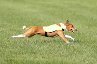 Basenji Prelim Freyja-0410