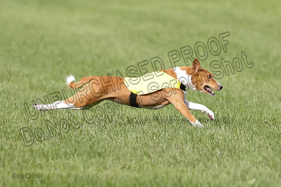 Basenji Prelim Freyja-0410