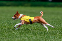Basenji Final Freyja-1244
