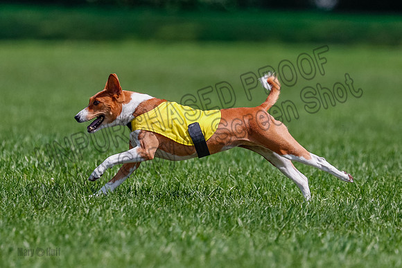 Basenji Final Freyja-1244