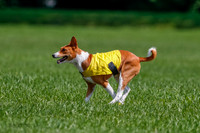 Basenji Final Freyja-1242