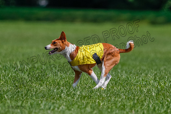 Basenji Final Freyja-1242