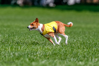 Basenji Final Freyja-1240