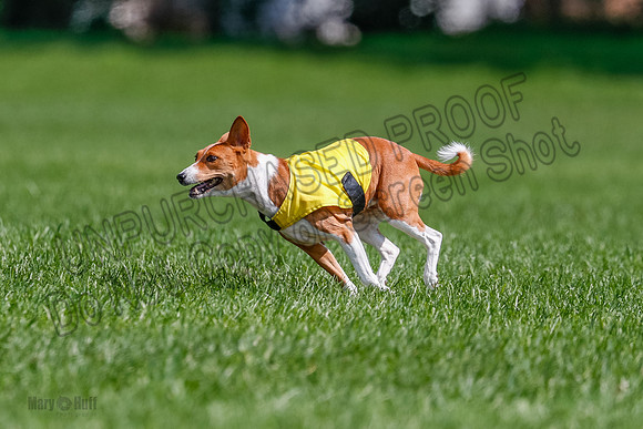 Basenji Final Freyja-1240