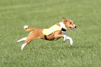 Basenji Prelim Freyja-0398