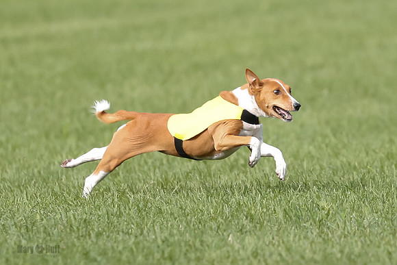 Basenji Prelim Freyja-0398