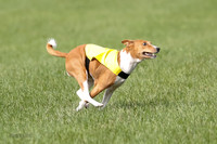 Basenji Prelim Freyja-0400