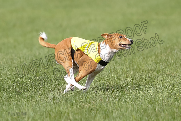 Basenji Prelim Freyja-0400