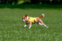 Basenji Final Freyja-1234