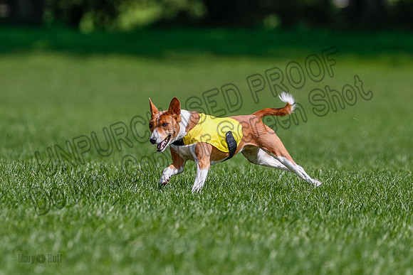 Basenji Final Freyja-1234