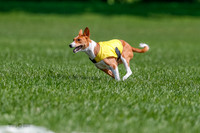 Basenji Final Freyja-1236