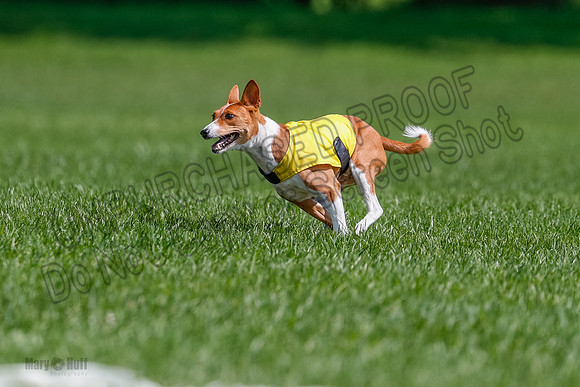 Basenji Final Freyja-1236