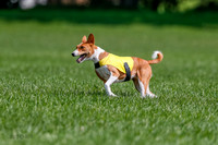 Basenji Final Freyja-1237