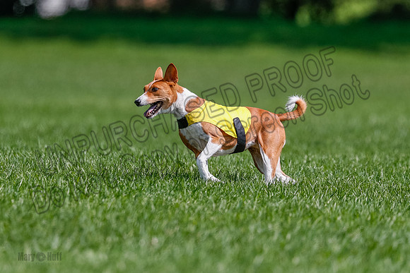 Basenji Final Freyja-1237