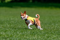 Basenji Final Freyja-1233