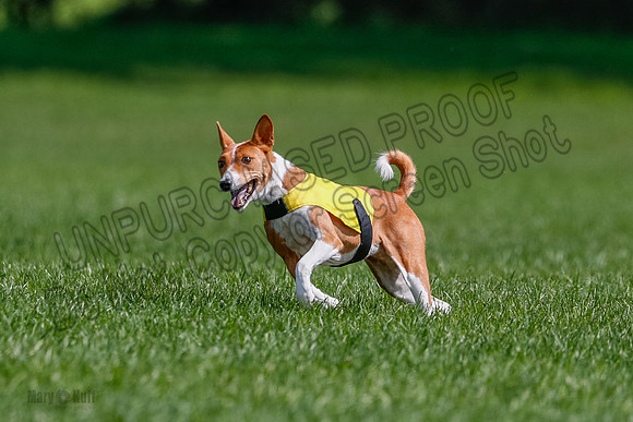 Basenji Final Freyja-1233