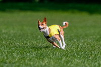 Basenji Final Freyja-1232