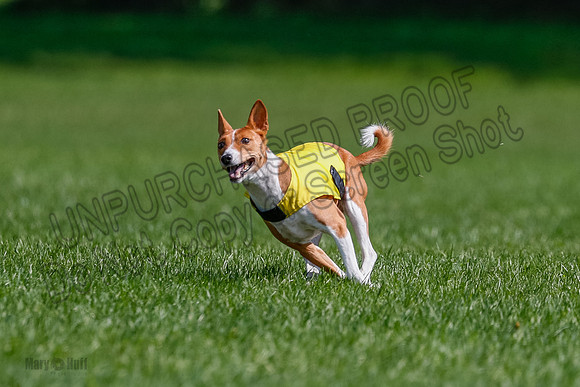 Basenji Final Freyja-1232