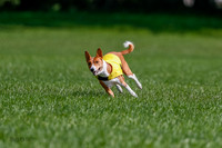 Basenji Final Freyja-1231