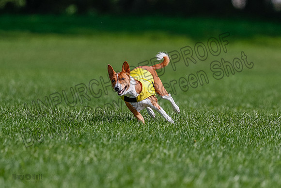 Basenji Final Freyja-1231