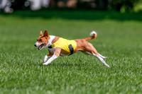 Basenji Final Freyja-1238