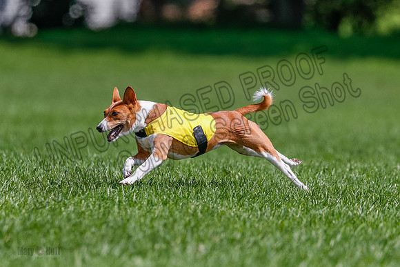 Basenji Final Freyja-1238