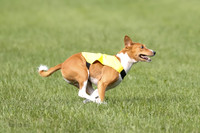 Basenji Prelim Freyja-0408