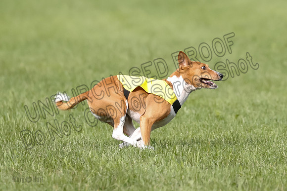 Basenji Prelim Freyja-0408