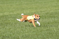 Basenji Prelim Freyja-0392