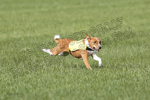 Basenji Prelim Freyja-0392