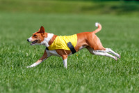 Basenji Final Freyja-1248