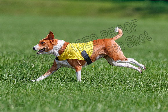 Basenji Final Freyja-1248