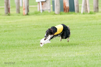 Borzoi Prelim Raven Clifford Ava-0428