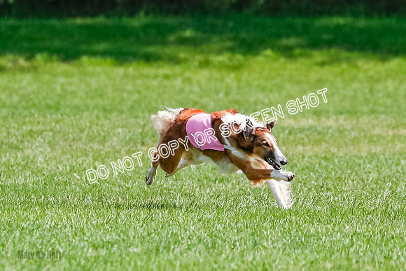 Borzoi Final, East Leigh, Lady-1294