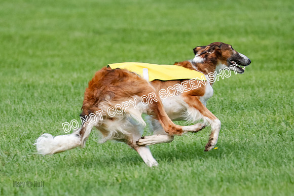 Borzoi Prelim, East Leigh, Lady-0475