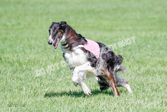 Borzoi BOB&Runoffs-1877