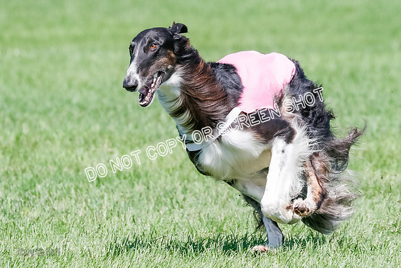 Borzoi BOB&Runoffs-1876