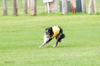 Borzoi Prelim Raven Clifford Ava-0429