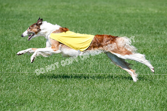 Borzoi BOB&Runoffs-1889