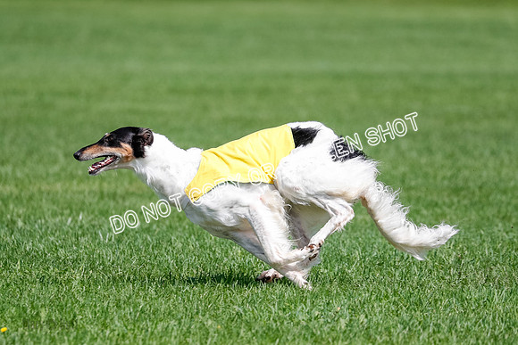 Borzoi Final, East Leigh, Lady-1309